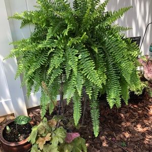 Meet your Posher, Nellie